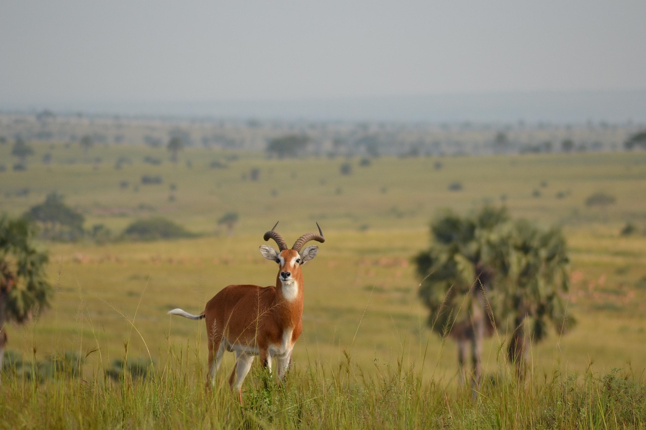 Male African Kob on the Ugandan savannah reaching far into the distance.